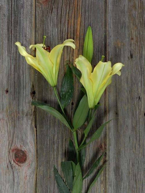  YELLOW ORIENTAL LILIES